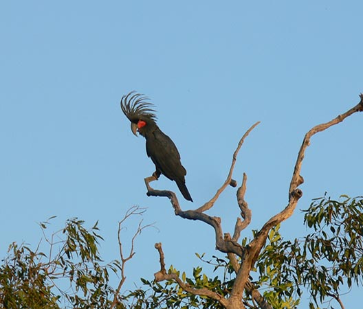 Palm Cockatoo of Cape York, an endangered species